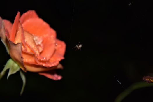 Spider next to a blurry apricot rose at night against a dark background