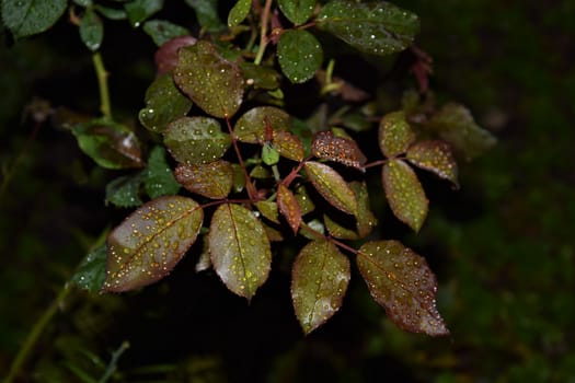 Some rose leafs after the rain with raindrops at night