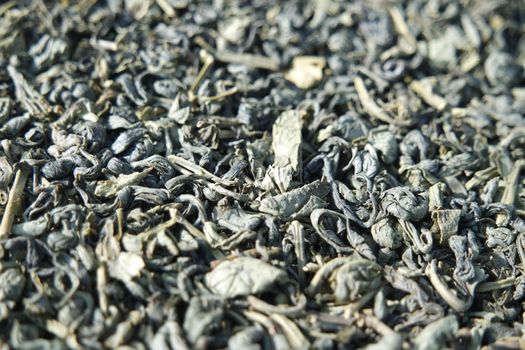 Close-up view of green tea dried leaves. Green tea or stevia rebaudiana leaves are of great medical importance for health.