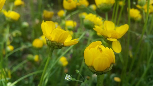Closeup view of lovely yellow flower against a green leaves blurred background. This flower is found in South Korea.