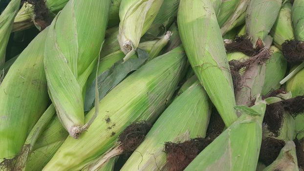 Closeup view of pile of corncob surrounded with green leaves. A pile of green corncob placed in market for sale. Corncob background for advertisements and texts.