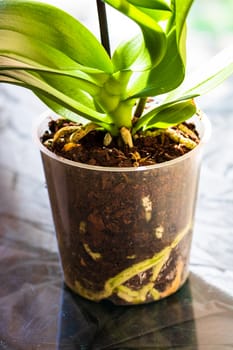 Young and healthy roots of phalaenopsis orchid in flower pot. Transplanting plants, home gardening, plant care concept.