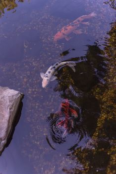 Top view shallow pond with landscape rocks and colorful koi fishes swimming at botanical garden near Dallas, Texas, America