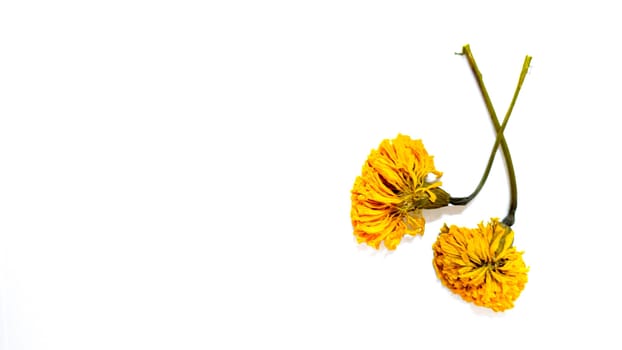 Marigold on white copyspace background