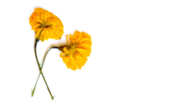 Marigold on white copyspace background