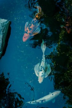 Top view shallow pond with landscape rocks and colorful koi fishes swimming at botanical garden near Dallas, Texas, America