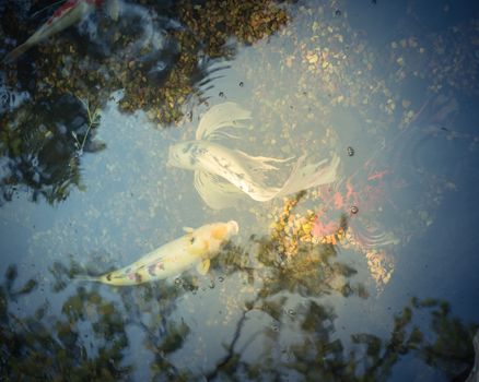 Toned photo group of colorful koi fishes swimming in shallow clear pond at botanical garden near Dallas, Texas, America