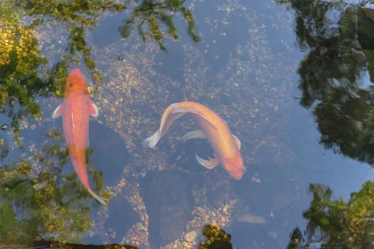 Two koi fish swimming in landscaping pond or water garden near Dallas, Texas, America