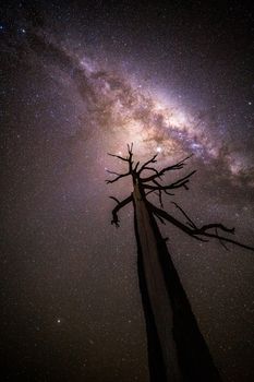 Lone tree reaches for the stars shining brighly overhead.  The milky way galactic core luminious in the deep dark sky rural outback landscape