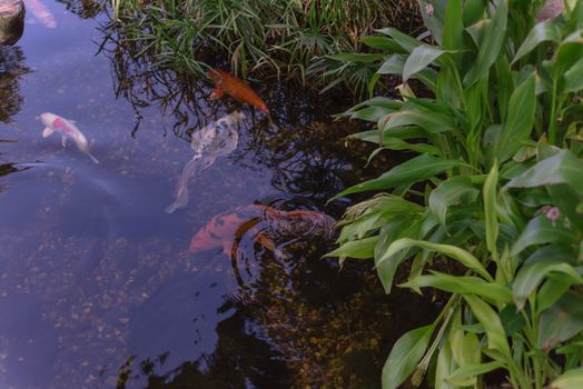 Green tropical plants with koi fishes swimming in shallow lean pond at botanical garden near Dallas, Texas, America