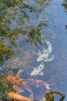 Group of colorful koi fishes swimming in shallow clear pond at botanical garden near Dallas, Texas, America
