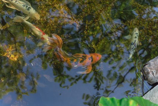 Group of colorful koi fishes swimming in shallow clear pond at botanical garden near Dallas, Texas, America