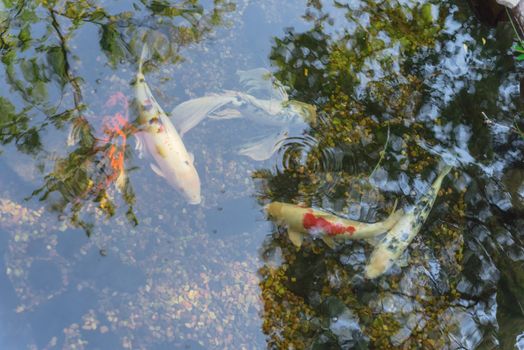 Group of colorful koi fishes swimming in shallow clear pond at botanical garden near Dallas, Texas, America