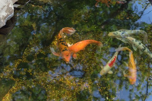 Group of colorful koi fishes swimming in shallow clear pond at botanical garden near Dallas, Texas, America