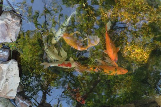 Top view shallow pond with landscape rocks and colorful koi fishes swimming at botanical garden near Dallas, Texas, America