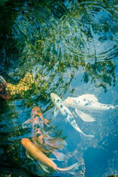 Toned photo group of colorful koi fishes swimming in shallow clear pond at botanical garden near Dallas, Texas, America