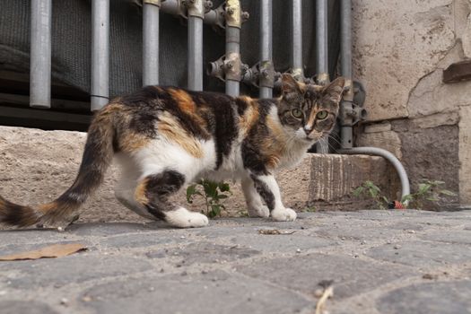 Rome, Italy - June 27, 2010: A stray cat watches the camera attentively, near the Colosseum in Rome. Cats are protected by law in Rome.