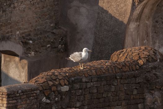 Rome, Italy - June 27, 2010: A seagull looking for the food that tourists sometimes throw away among the ruins of the Roman Forum, Rome.