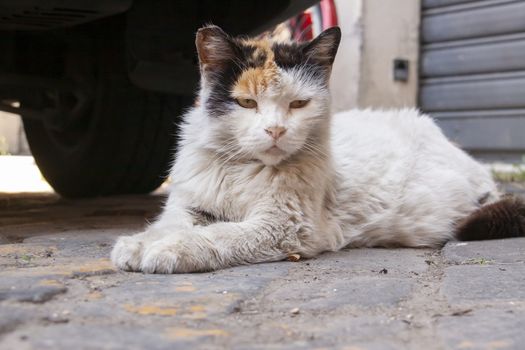 Rome, Italy - June 28, 2010: A stray cat in Rome lies quietly on the ground. Cats are protected by law in Rome.