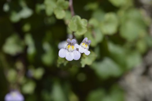 Kenilworth Ivy small flowers - Latin name - Cymbalaria muralis