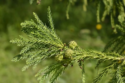 Japanese cedar branches - Latin name - Cryptomeria japonica