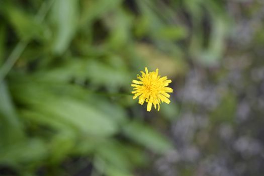 Bulbous dandelion - Latin name - Leontodon tuberosus