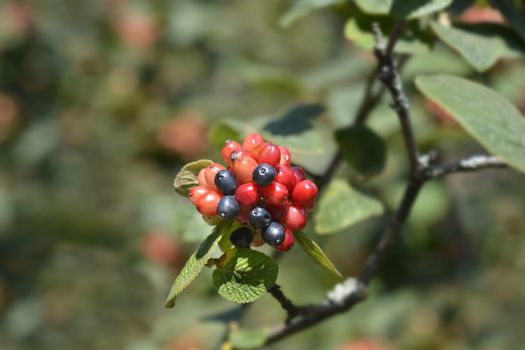 Wayfaring tree berries - Latin name - Viburnum lantana