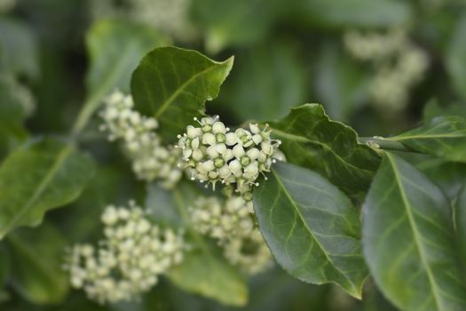 European spindle - Latin name - Euonymus europaeus