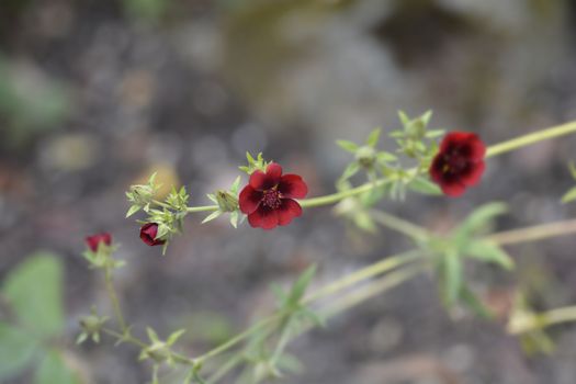 Dark Crimson Cinquefoil flower - Latin name - Potentilla atrosanguinea