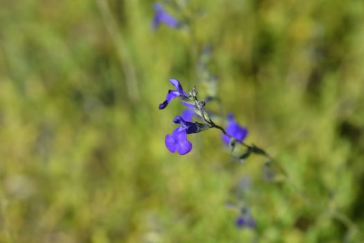 Baby sage Blue Monrovia - Latin name - Salvia microphylla Blue Monrovia