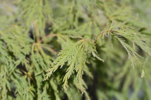 Dissectum Viridis Japanese Maple - Latin name - Acer palmatum Dissectum Viridis