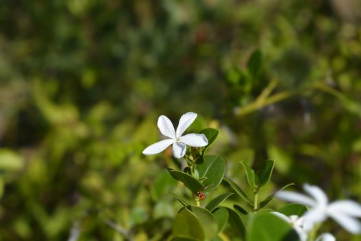 Natal plum flower - Latin name - Carissa macrocarpa