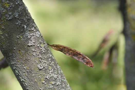 White Judas tree seed pods - Latin name - Cercis siliquastrum Alba