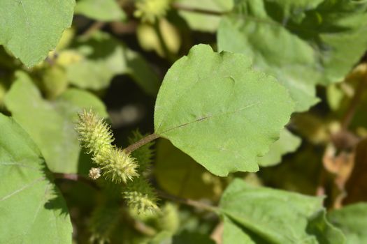 Beach cocklebur - Latin name - Xsantium orientale subsp. italicum (Xsantium strumarium subsp. italicum)