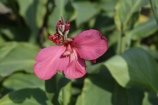 Canna lily Tropical Rose - Latin name - Canna x generalis Tropical Rose