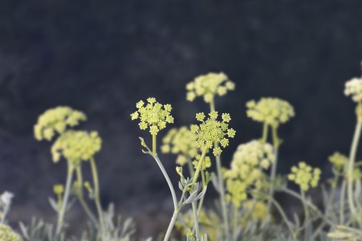 Sea fennel flowers - Latin name - Crithmum maritimum