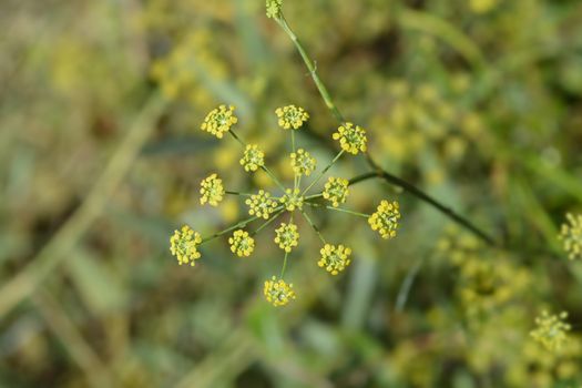 Common fennel yellow flowers - Latin name - Foeniculum vulgare