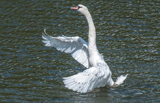 swan on river avon in bath trying to fly