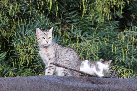 gray cat with kitten on the roof close-up