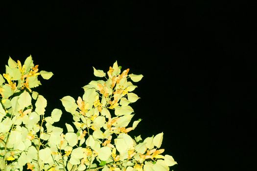 lighted tree branches against a black night sky.