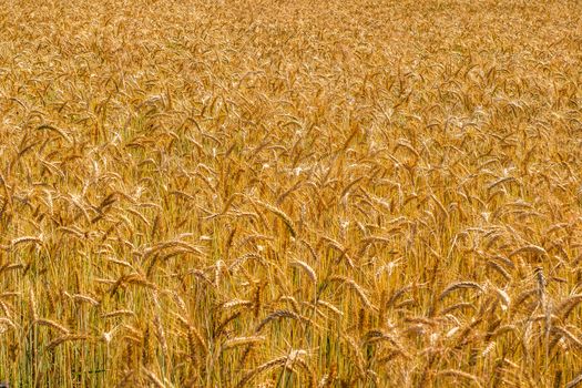 Gold Wheat Field. Beards of Golden Barley Close Up. Beautiful Field Landscape. Ripening Ears of Meadow Wheat Field