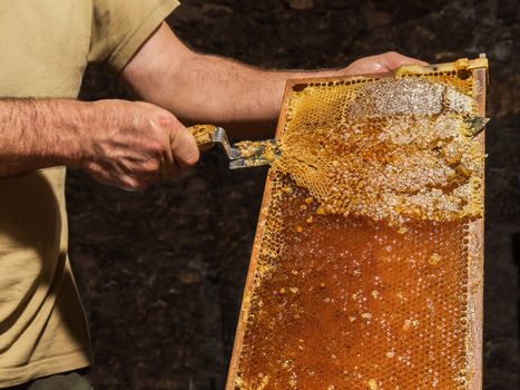 The beekeeper removes the wax lids from honeycombs before extracting honey.