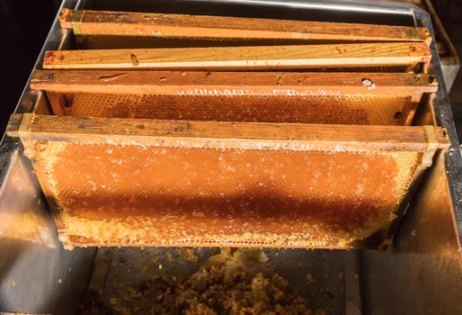 Some honeycombs during the extraction process after the removal of the wax cover.