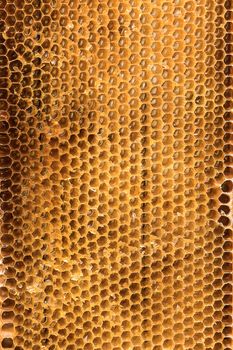 Close-up of a honeycomb full of honey before extraction