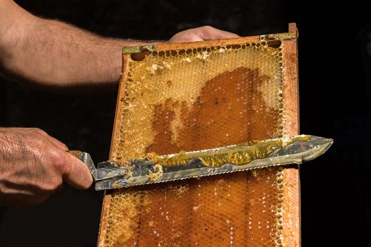 The beekeeper removes the wax lids from honeycombs before extracting honey.