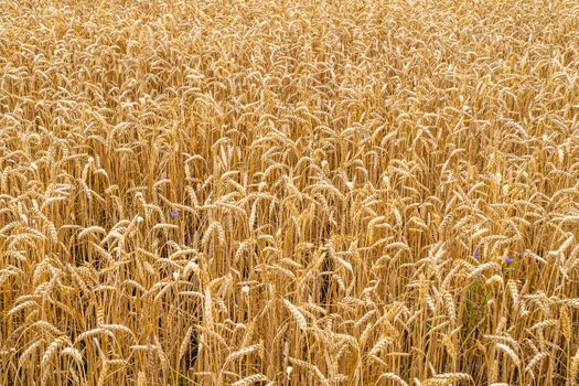 Ripening Ears of Meadow Wheat Field. Beards of Golden Barley Close Up. Beautiful Field Landscape.