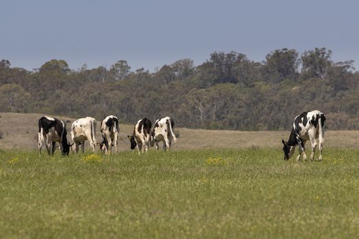 Black and White dairy cows grazing in a green field of grass.