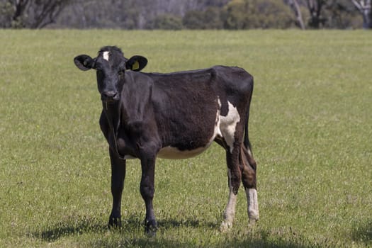 Black and White dairy cows grazing in a green field of grass.