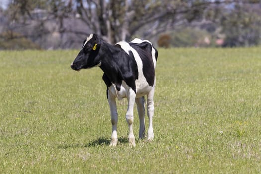 Black and White dairy cows grazing in a green field of grass.