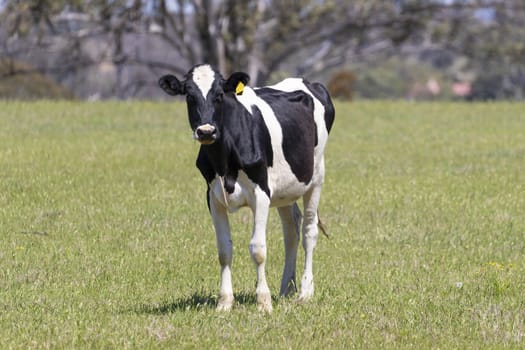 Black and White dairy cows grazing in a green field of grass.